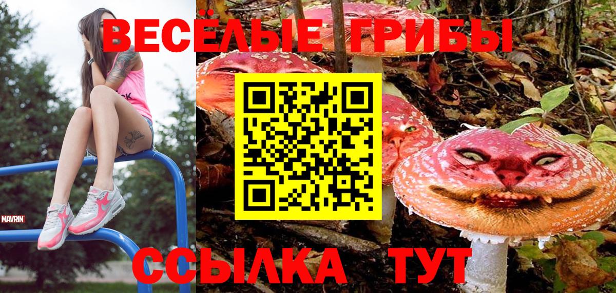 Галлюциногенные грибы Psilocybe Краснознаменск